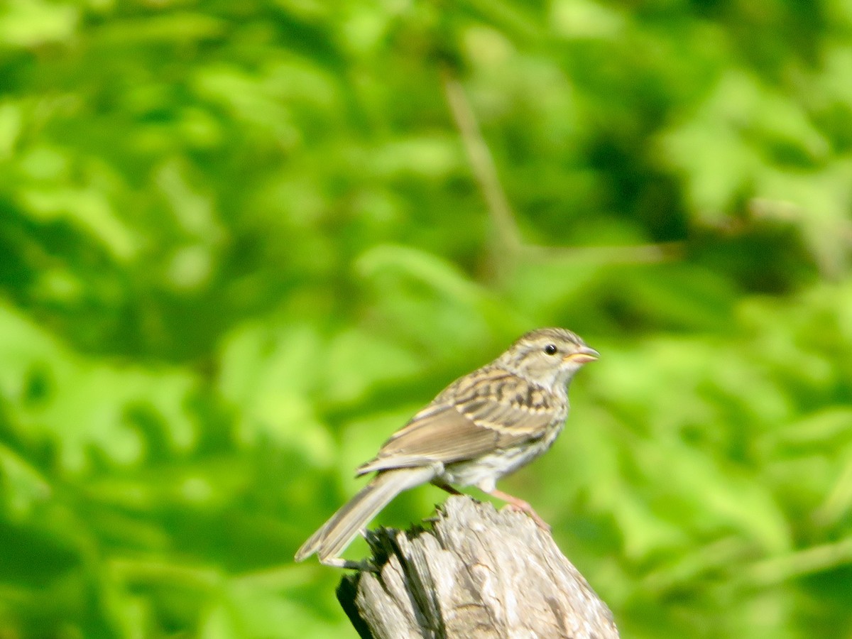 Chipping Sparrow - ML620569653