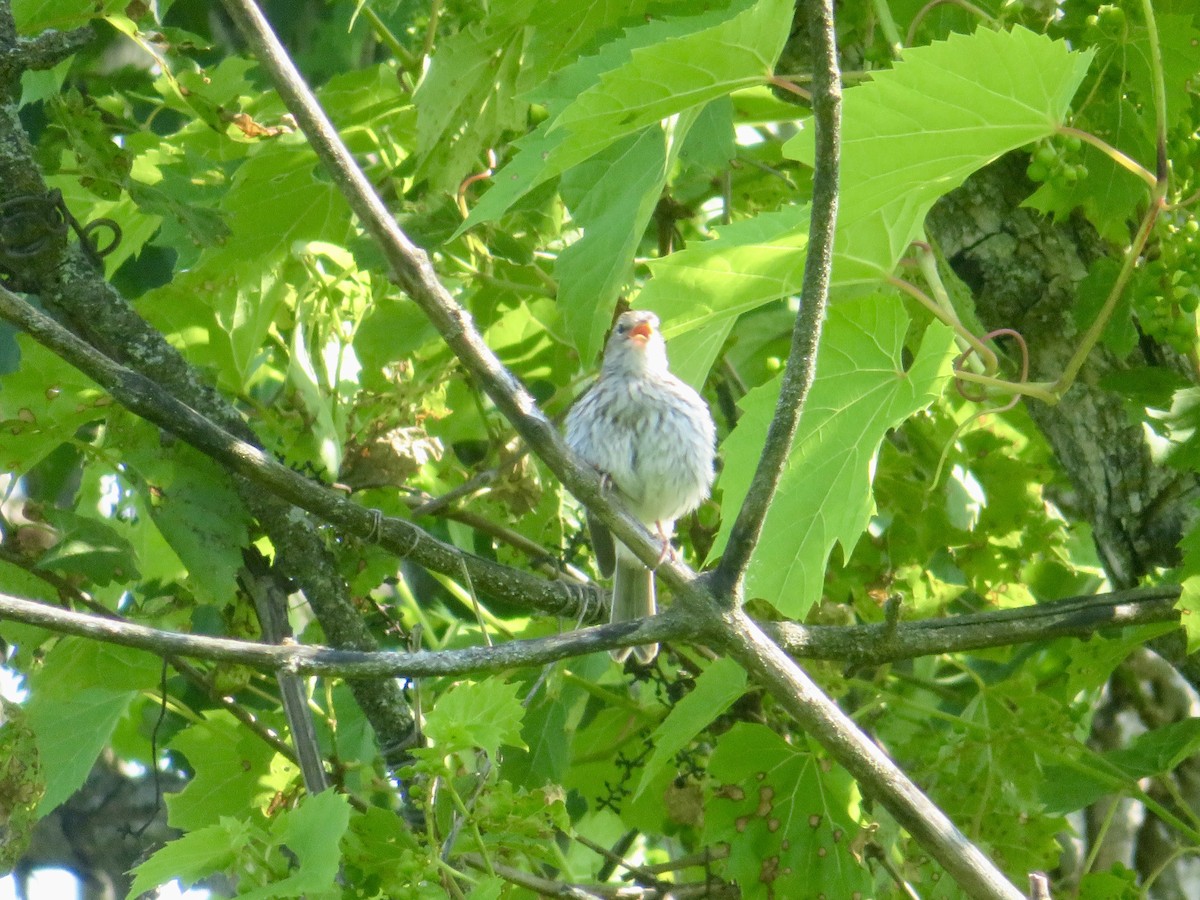 Chipping Sparrow - ML620569654