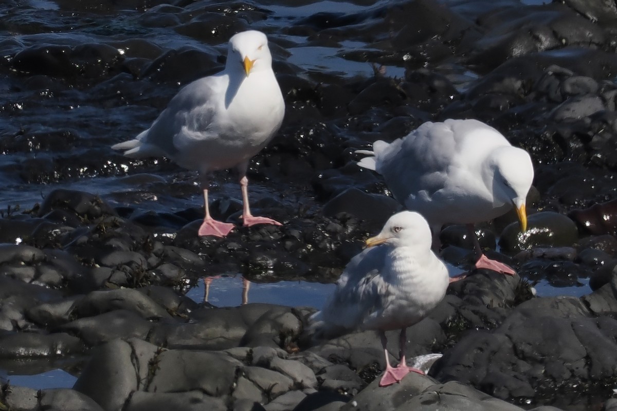 Iceland Gull - ML620569667