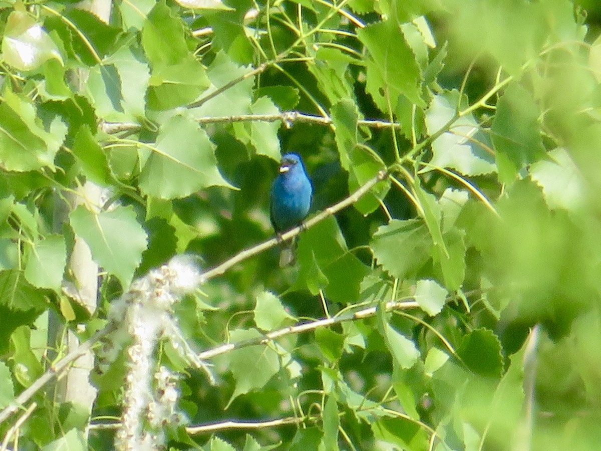 Indigo Bunting - ML620569676