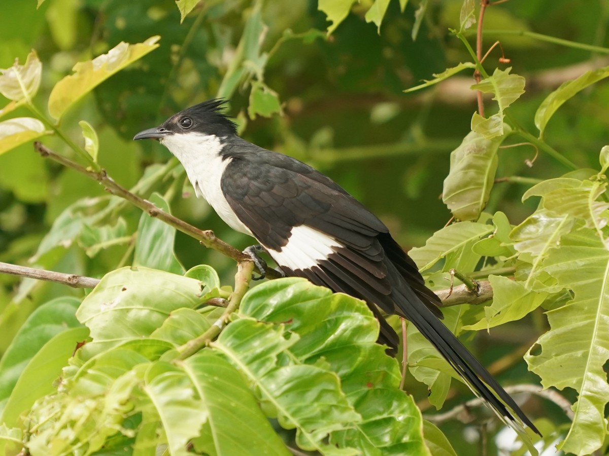 Pied Cuckoo - Keng Keok Neo