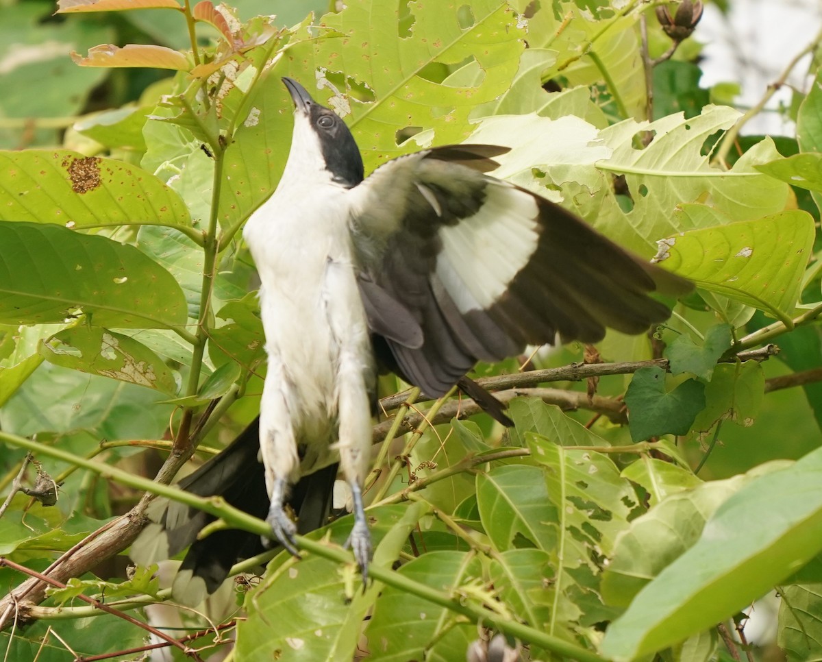 Pied Cuckoo - ML620569696