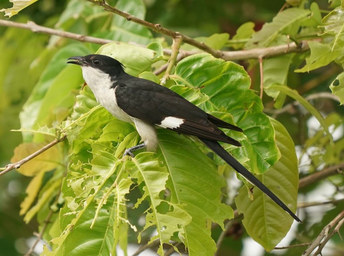 Pied Cuckoo - ML620569697