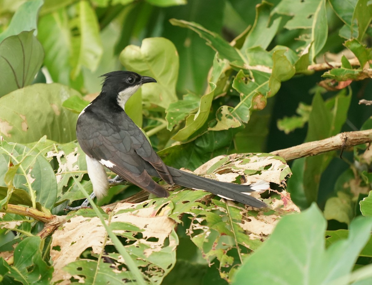 Pied Cuckoo - ML620569698