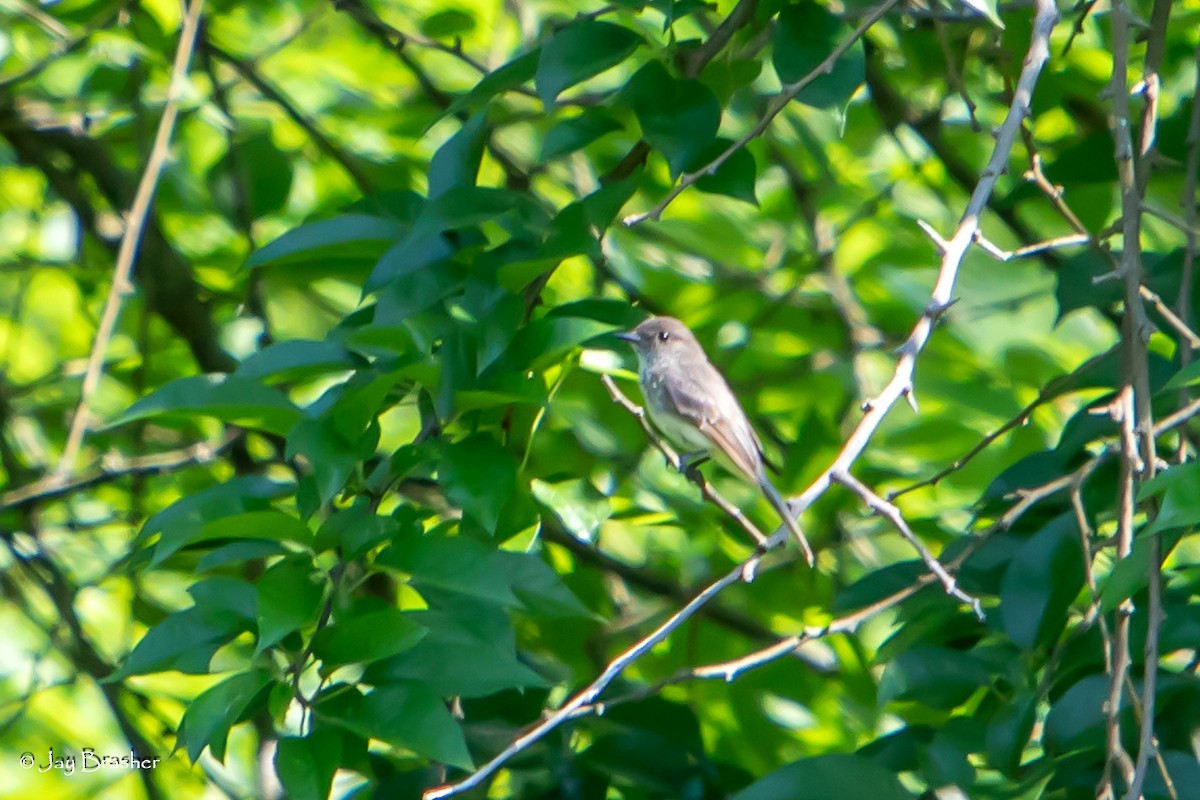 Great Crested Flycatcher - ML620569720