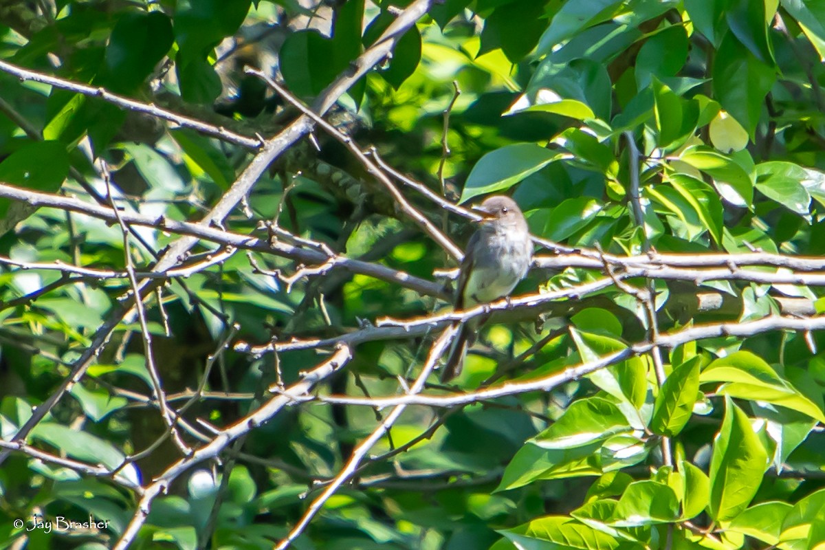 Great Crested Flycatcher - ML620569721
