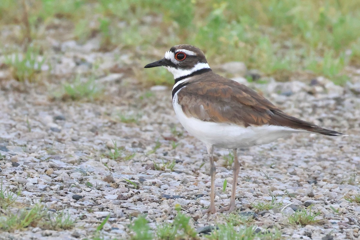 Killdeer - ML620569737