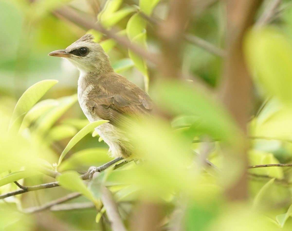 Yellow-vented Bulbul - ML620569750