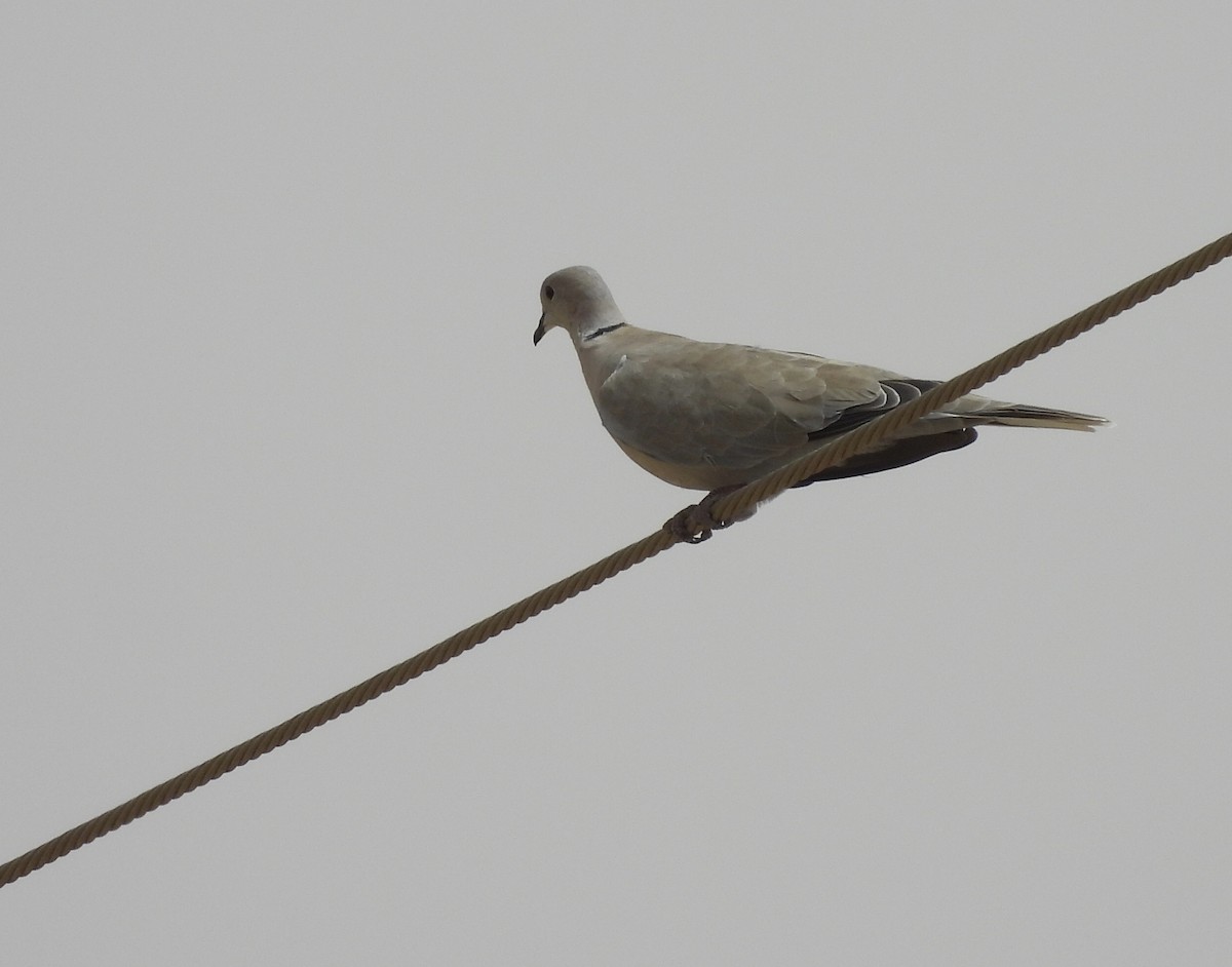 Eurasian Collared-Dove - ML620569768