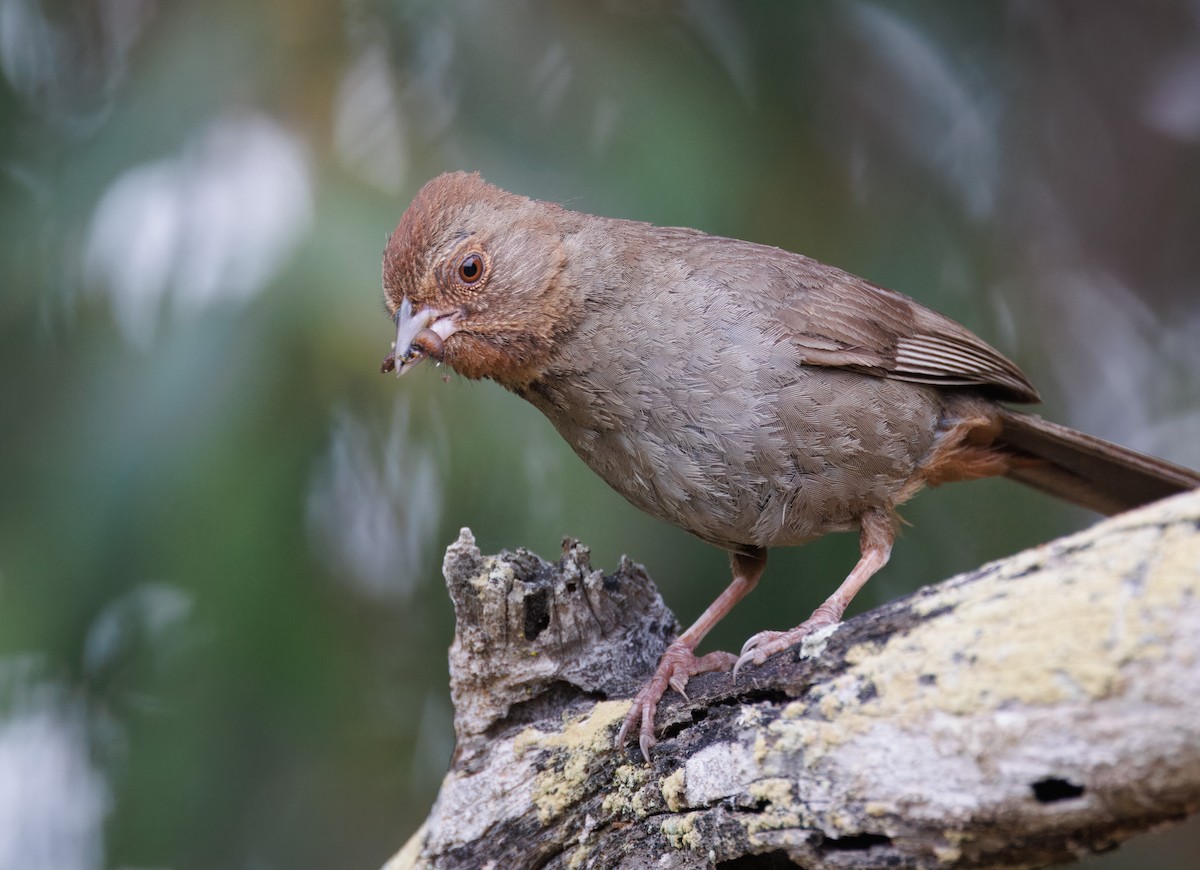 California Towhee - John Callender