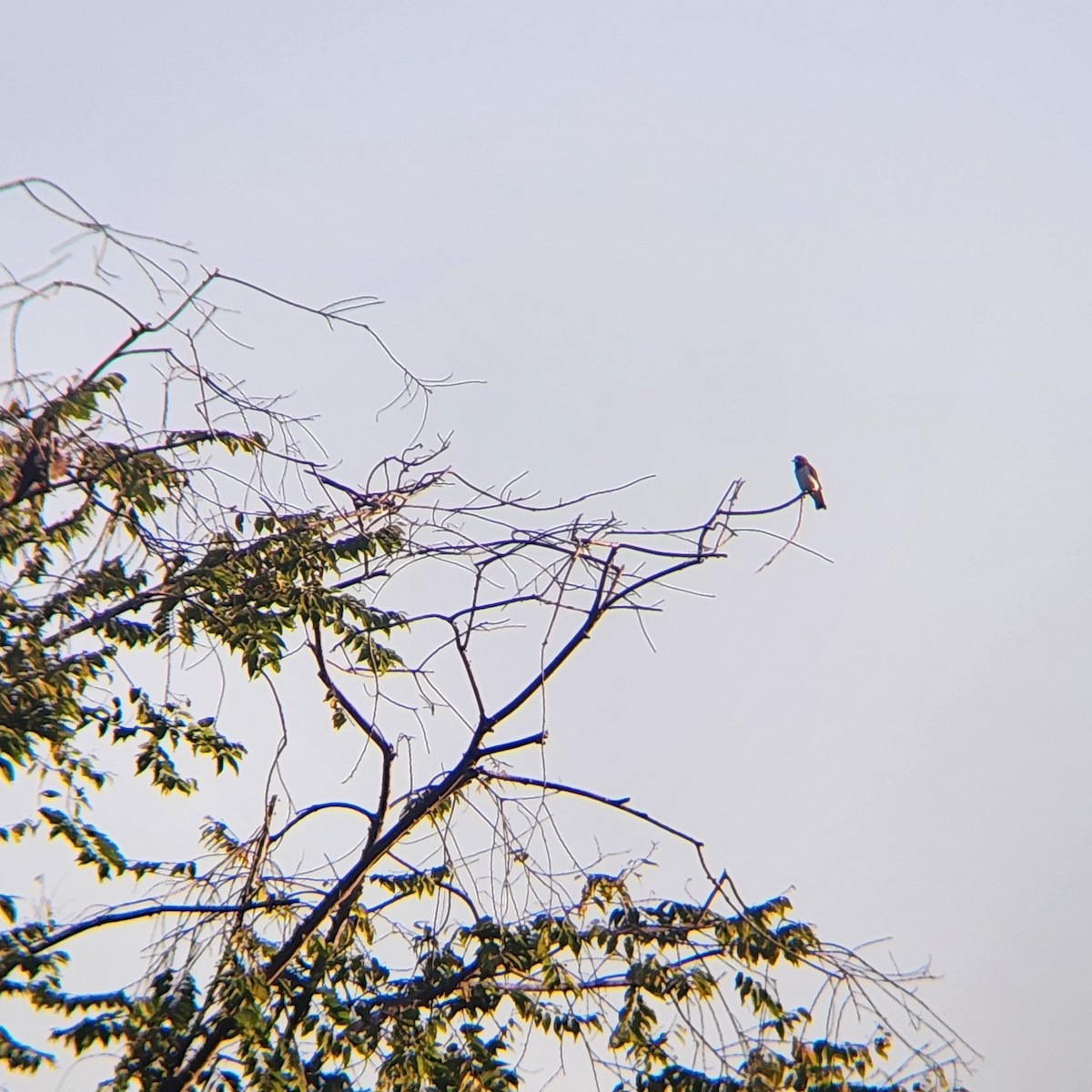 White-breasted Woodswallow - ML620569789