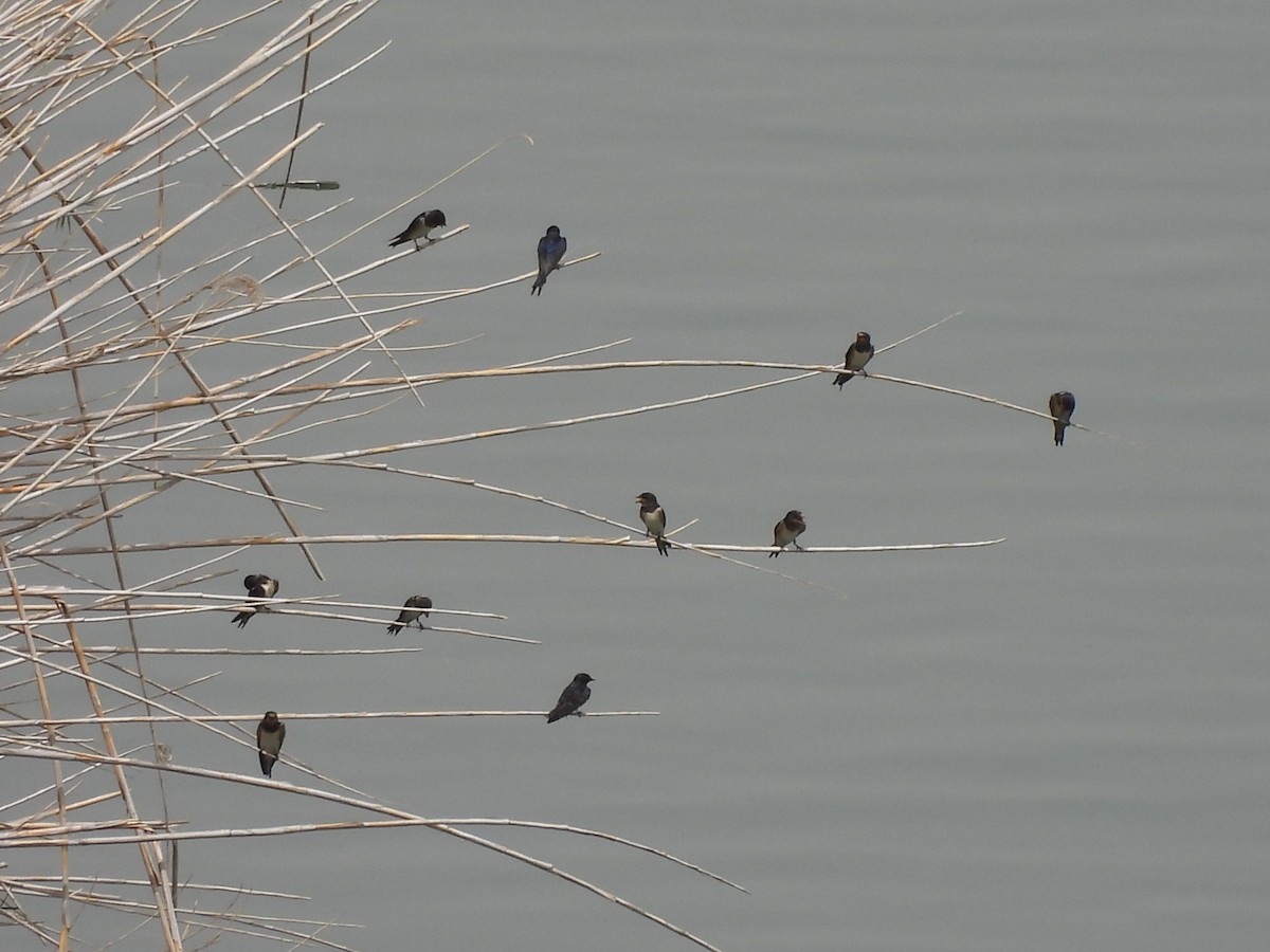 Barn Swallow - ML620569791