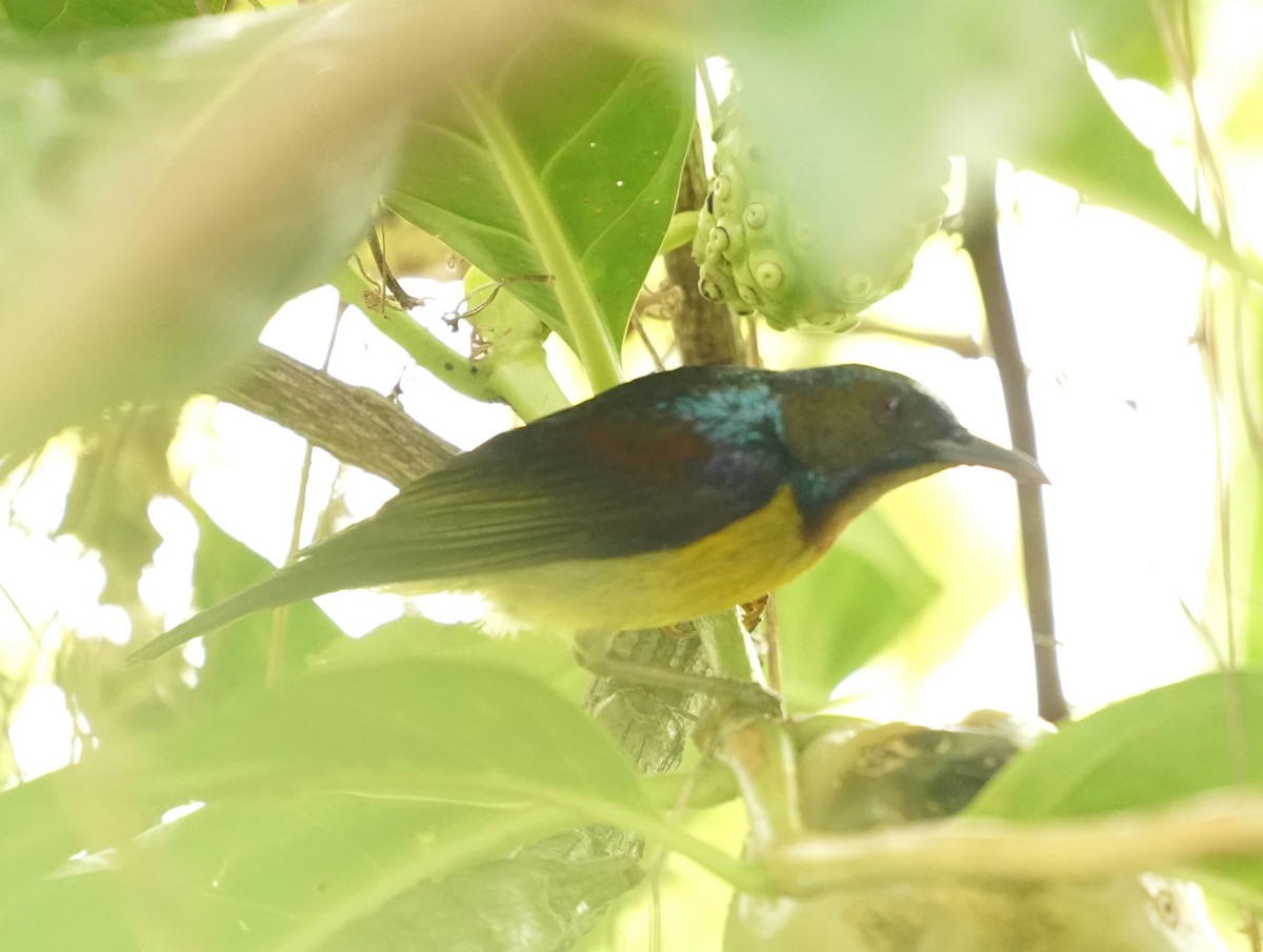 Brown-throated Sunbird - ML620569795