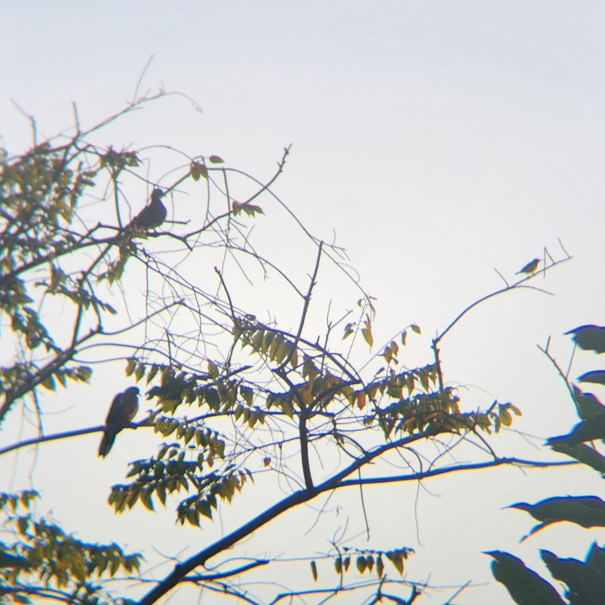 Ornate Sunbird - ML620569809
