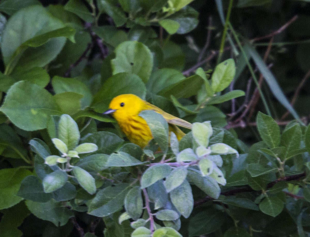 Yellow Warbler - ML62056981