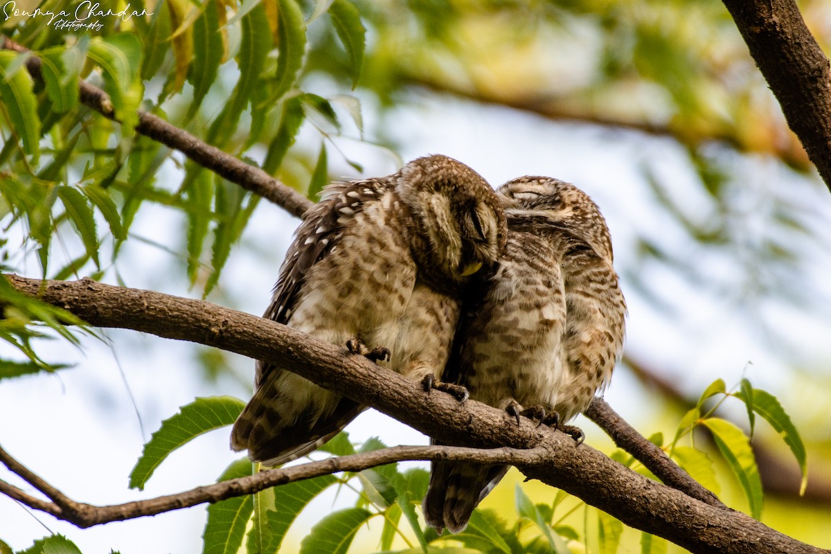 Spotted Owlet - ML620569835