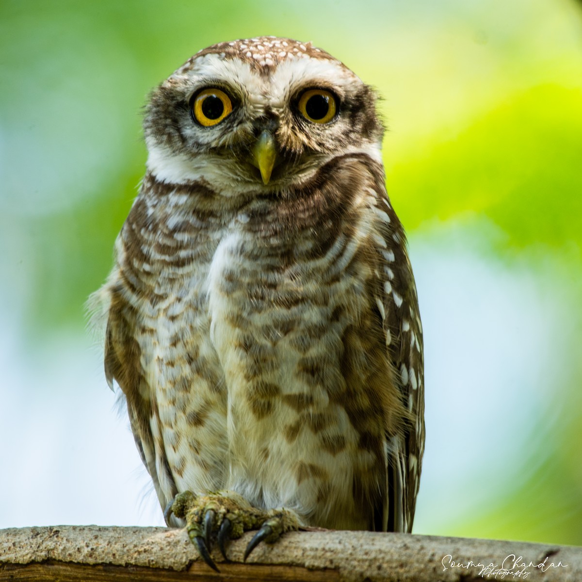 Spotted Owlet - ML620569837