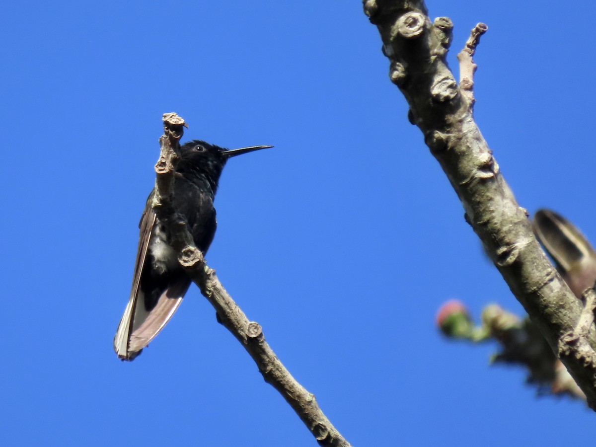 Black Jacobin - Ines Vasconcelos