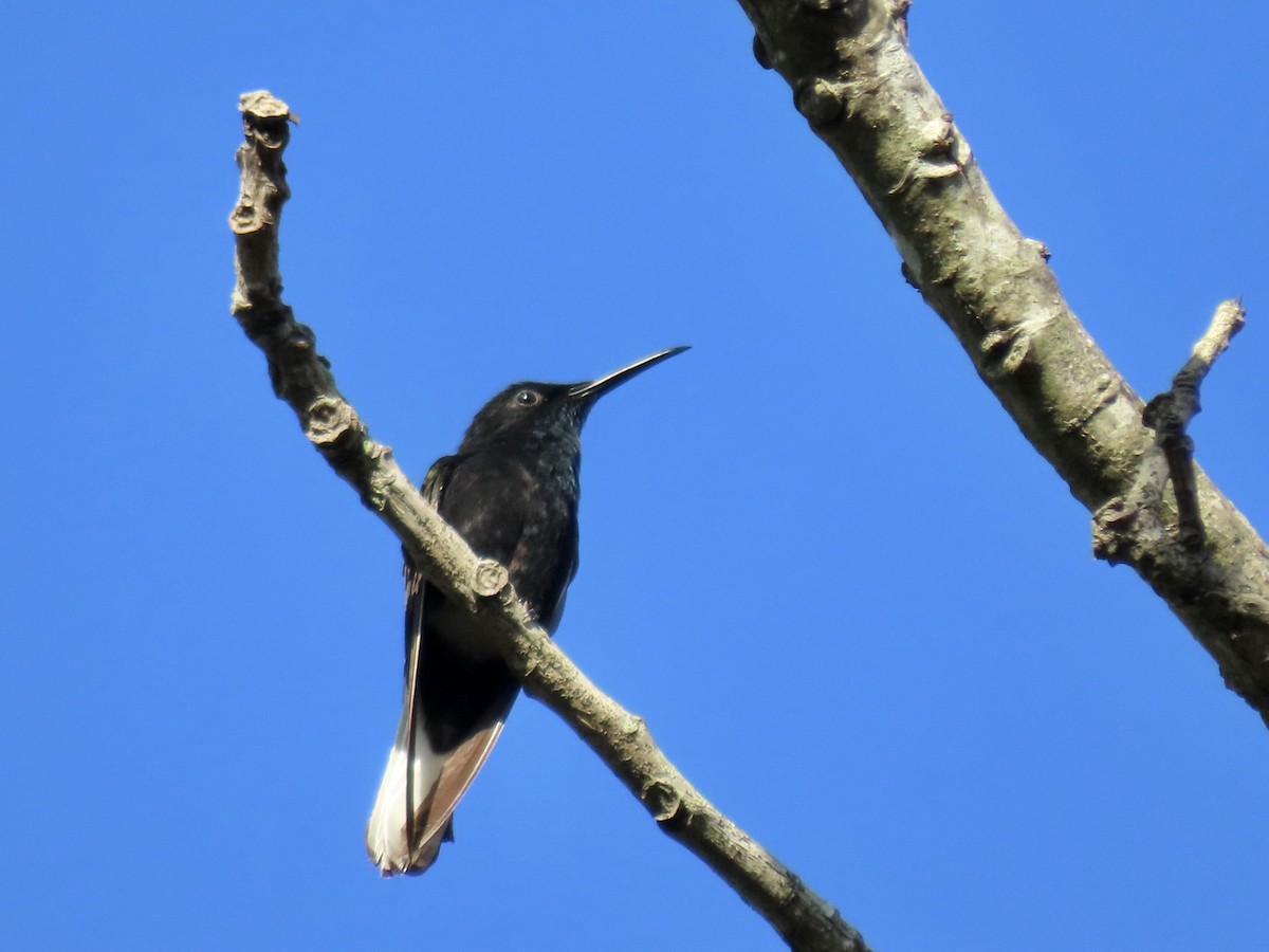 Colibrí Negro - ML620569844