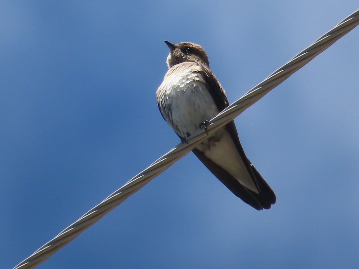 Northern Rough-winged Swallow - ML620569858