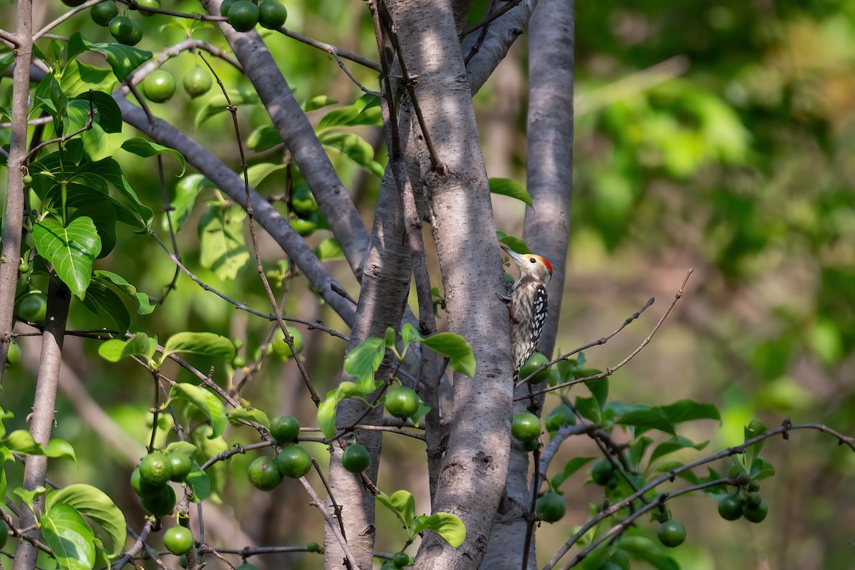 Yellow-crowned Woodpecker - ML620569876