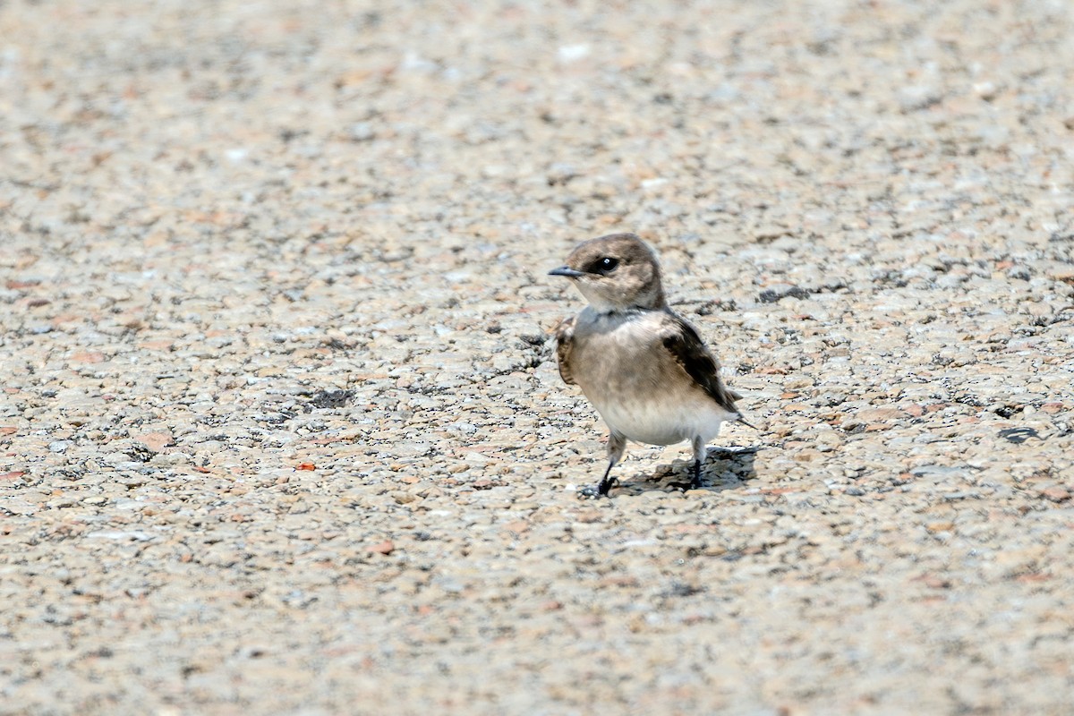 Northern Rough-winged Swallow - ML620569888