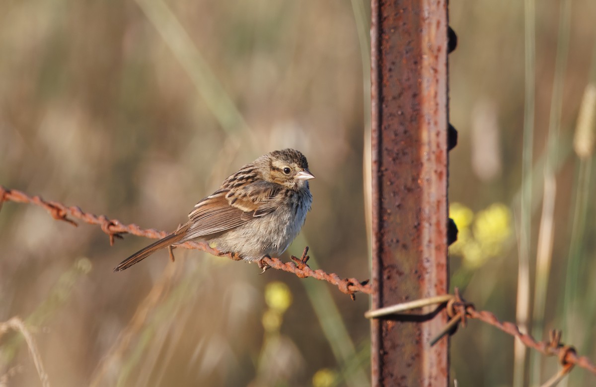 Song Sparrow - John Callender
