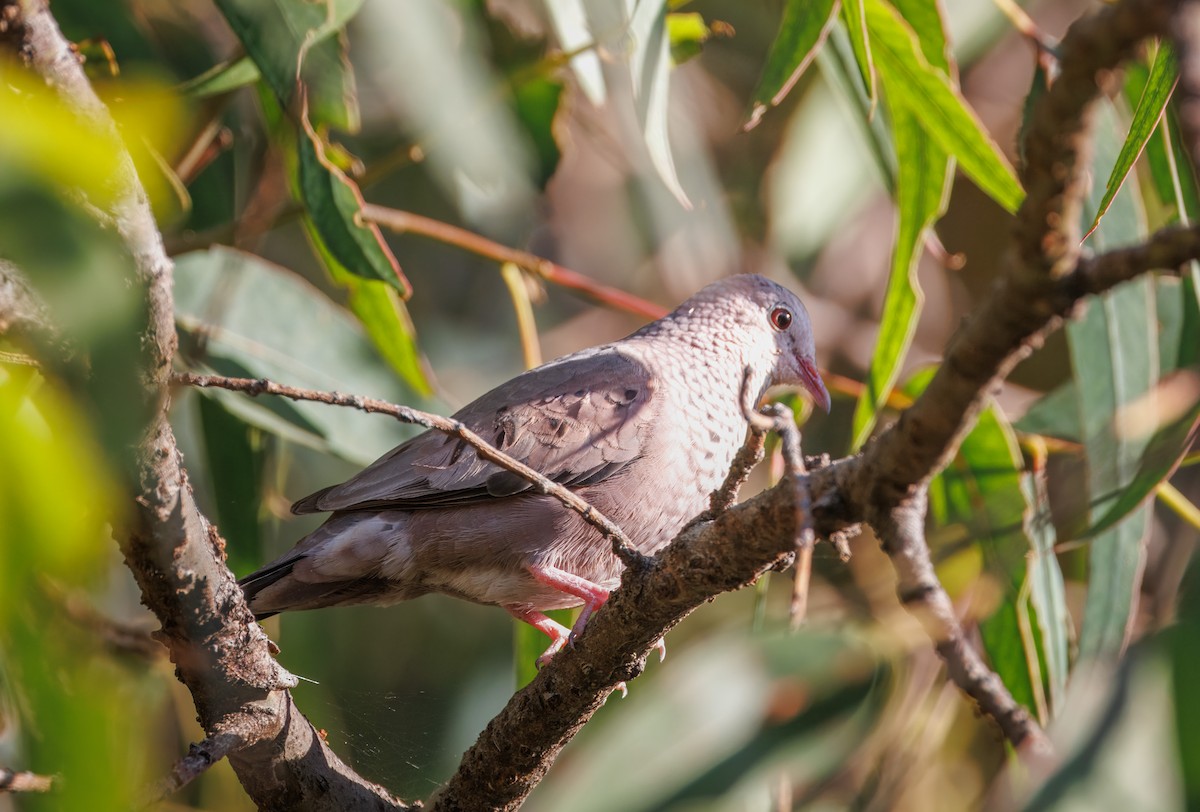 Common Ground Dove - ML620569917