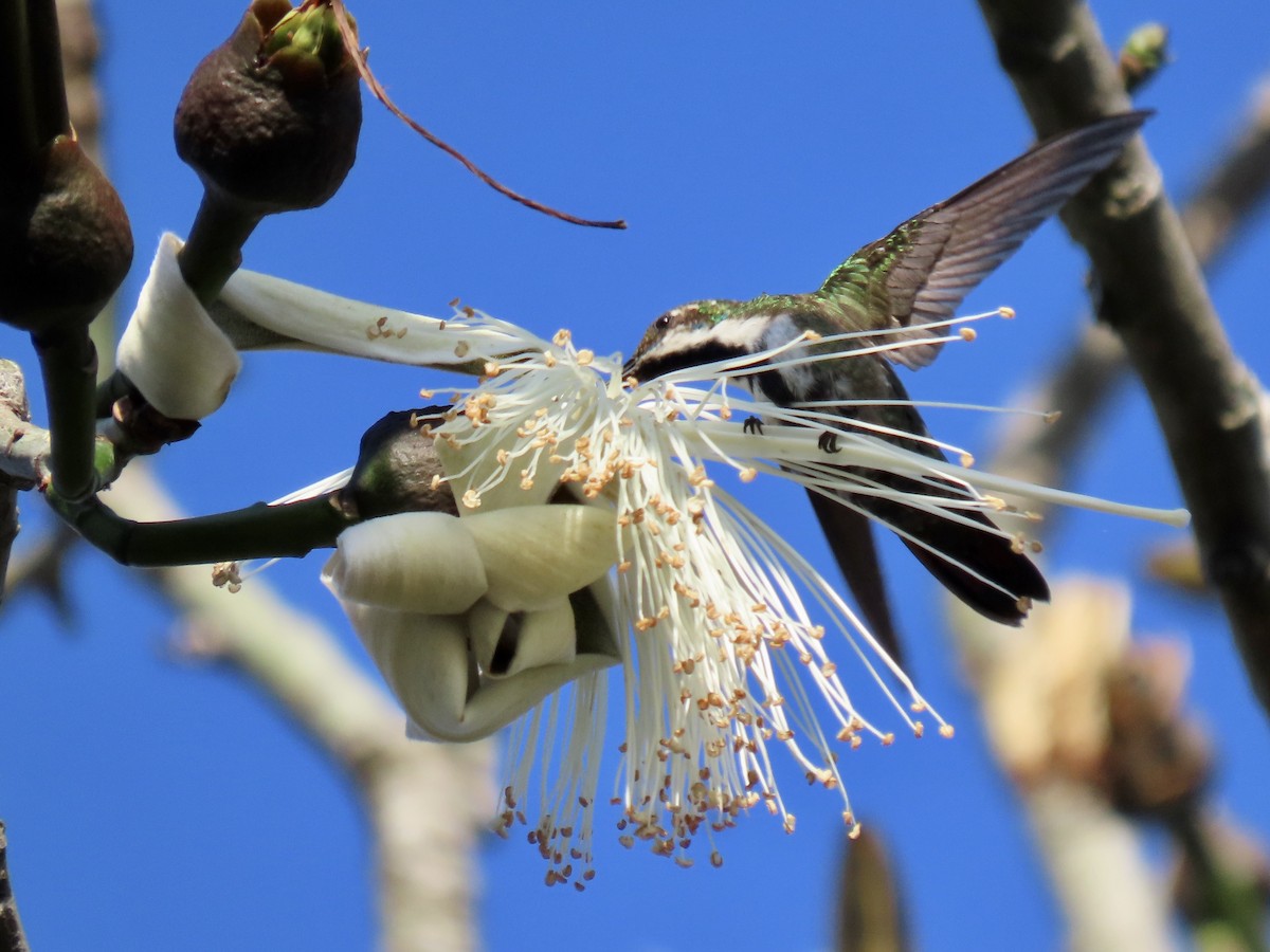 Black-throated Mango - ML620569919