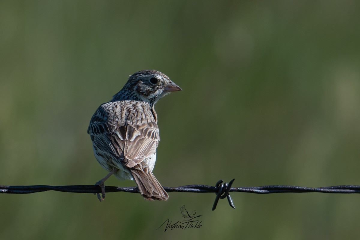 Vesper Sparrow - ML620569932