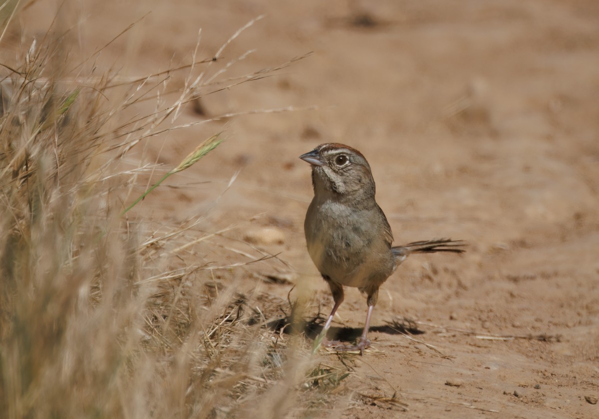Rufous-crowned Sparrow - ML620569943