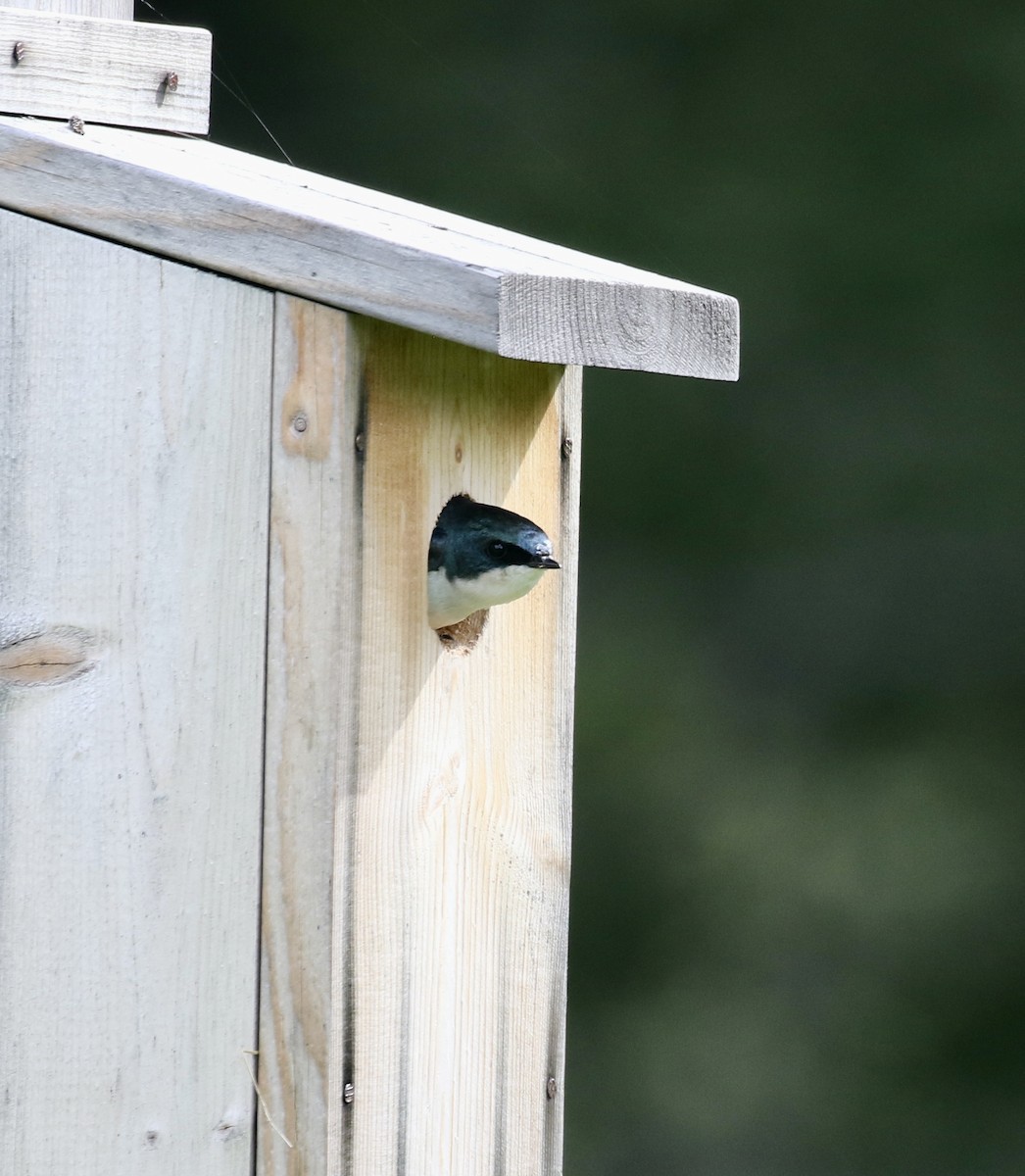Tree Swallow - Mike O'Malley