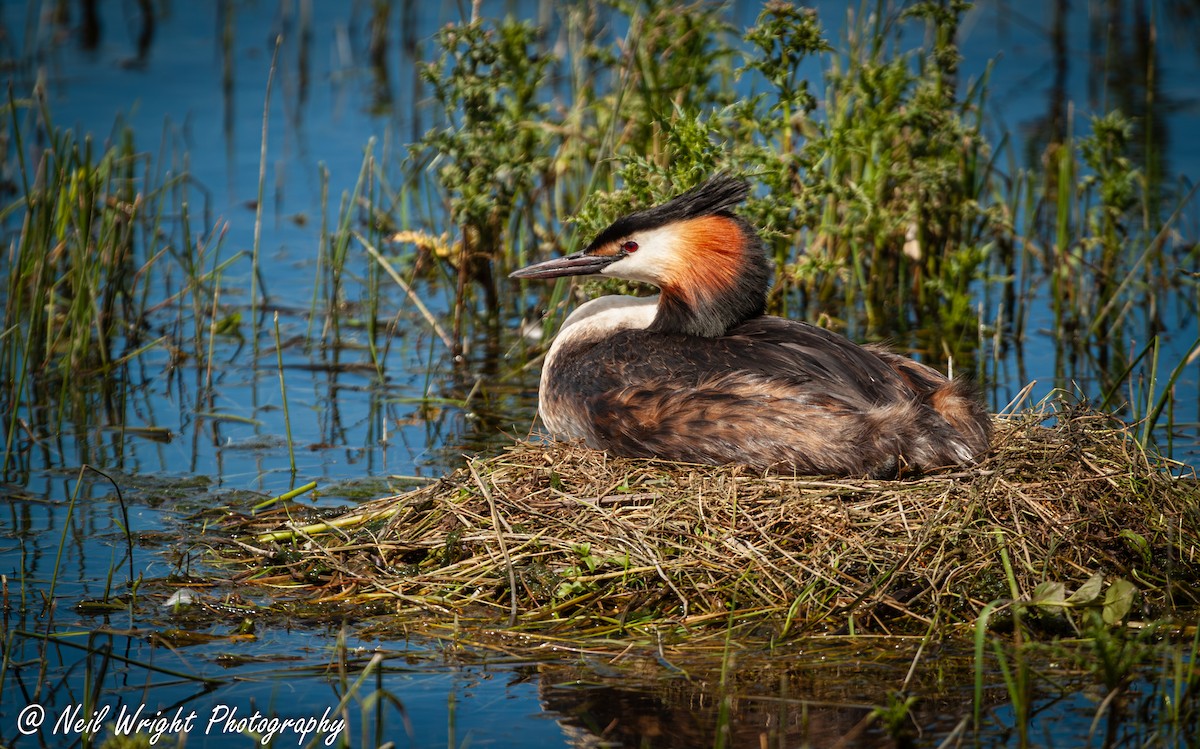 Great Crested Grebe - ML620569949