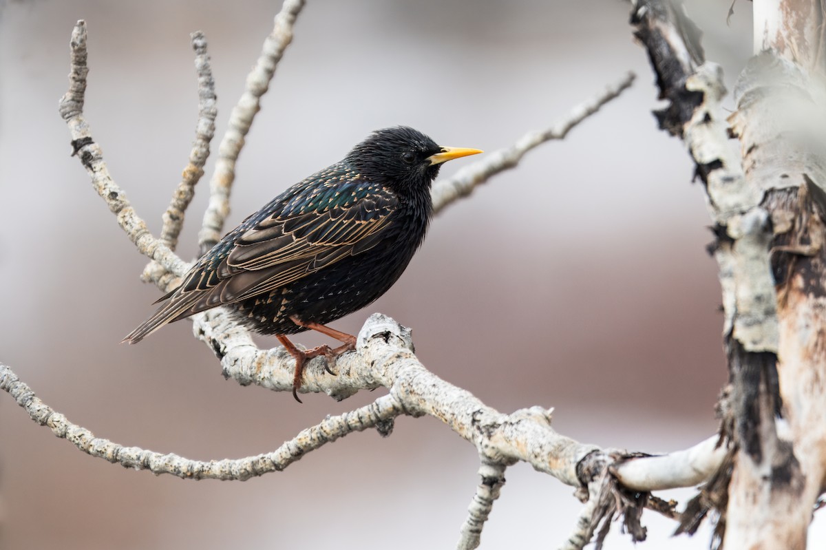 European Starling - ML620569957