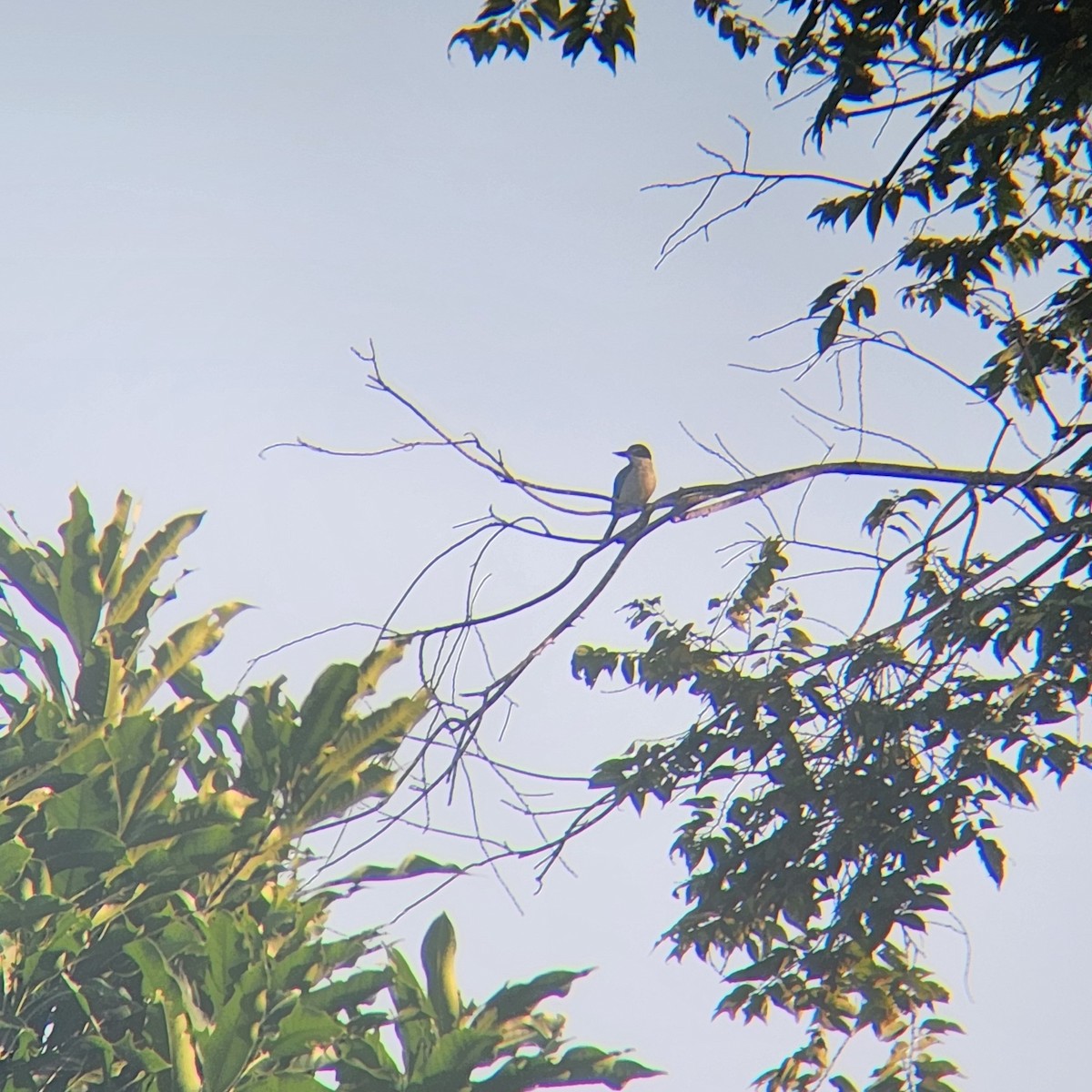 Collared Kingfisher - Octavianti Puspita