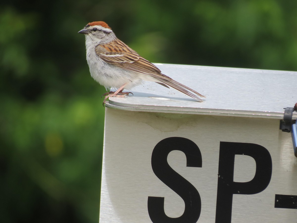 Chipping Sparrow - ML620569964