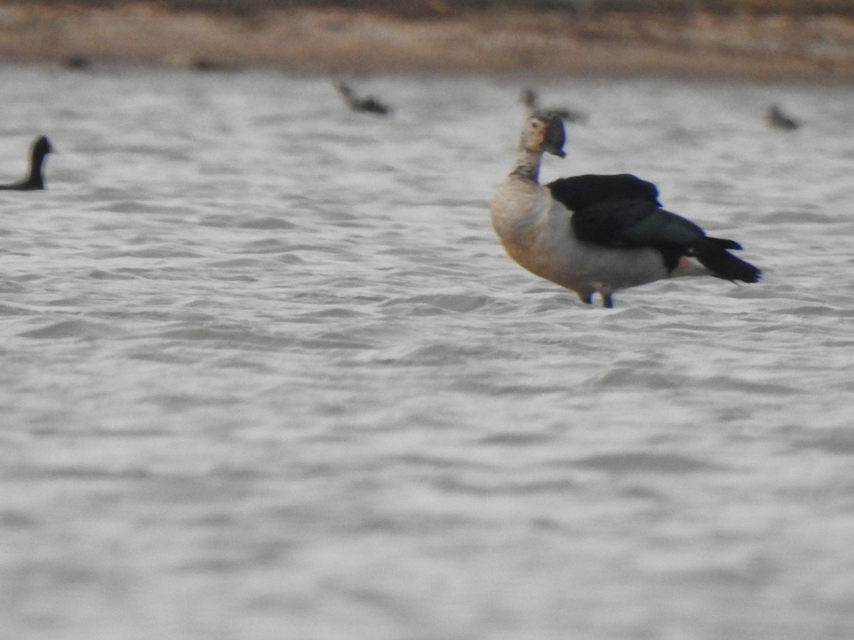 Knob-billed Duck - KARTHIKEYAN R