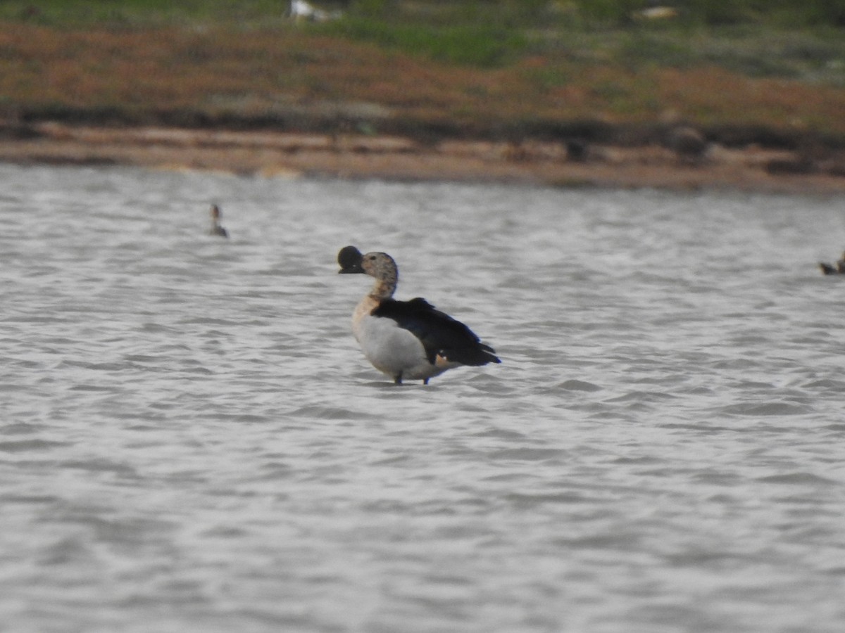 Knob-billed Duck - ML620570032