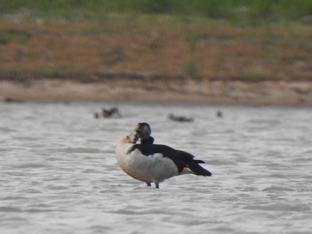 Knob-billed Duck - ML620570033