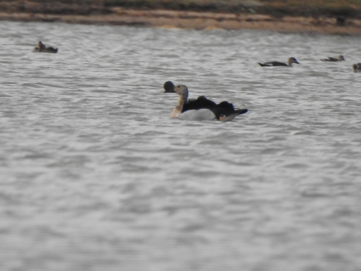 Knob-billed Duck - ML620570036