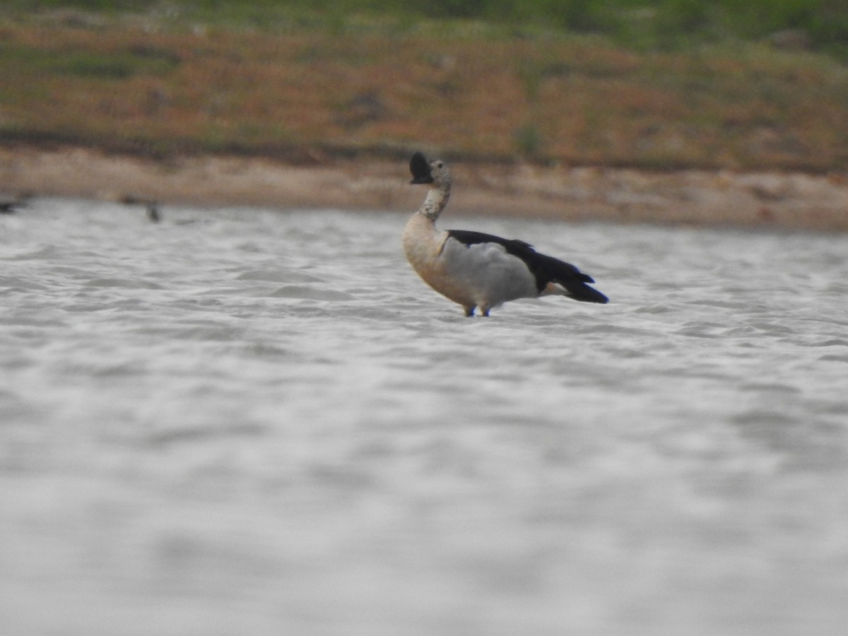 Knob-billed Duck - ML620570037