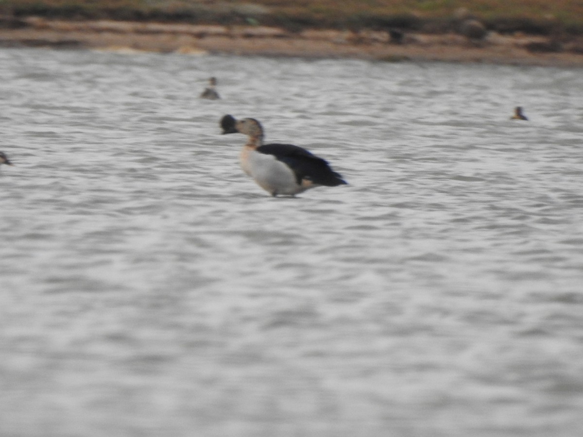 Knob-billed Duck - ML620570038