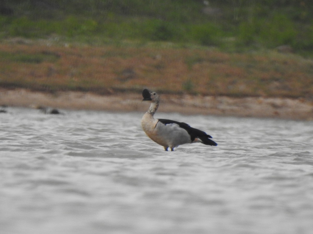 Knob-billed Duck - ML620570039