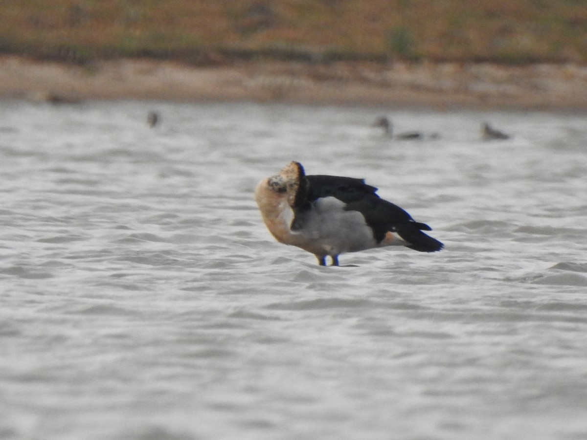 Knob-billed Duck - ML620570040