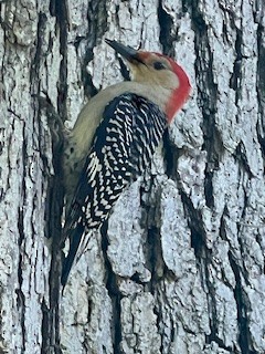 Red-bellied Woodpecker - ML620570043
