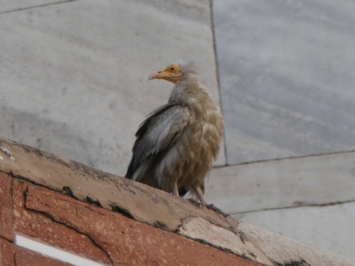 Egyptian Vulture - ML620570046