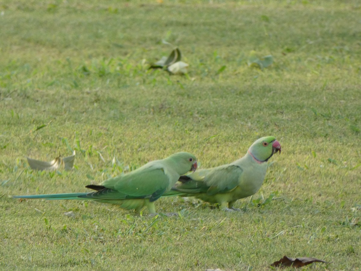 Rose-ringed Parakeet - ML620570053