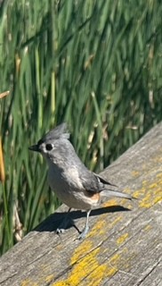 Tufted Titmouse - ML620570054