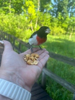 Rose-breasted Grosbeak - ML620570065