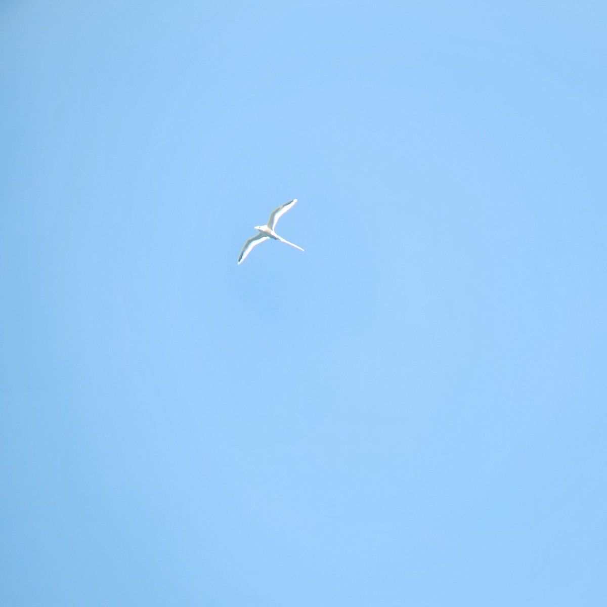 Weißschwanz-Tropikvogel - ML620570066